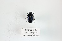 藍艷騷金龜藏品圖，第1張