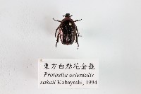 東方白點花金龜藏品圖，第1張