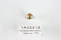 大黑星龜金花蟲藏品圖，第1張