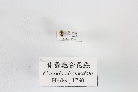 甘藷龜金花蟲藏品圖，第1張