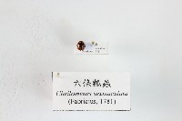 六條瓢蟲藏品圖，第1張