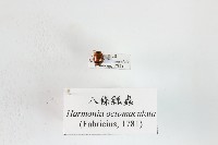 八條瓢蟲藏品圖，第1張