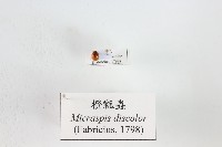 橙瓢蟲藏品圖，第1張