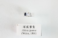 深藍葉蚤藏品圖，第1張