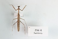 汙斑螳藏品圖，第1張