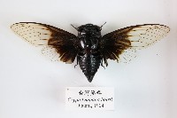 臺灣熊蟬藏品圖，第1張