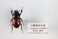 紅圓翅鍬形蟲藏品圖，第1張