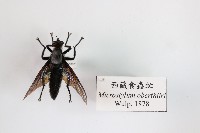 西藏食蟲虻藏品圖，第1張