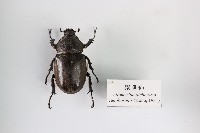 獨角仙藏品圖，第1張