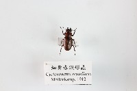 細身赤鍬形蟲藏品圖，第1張