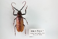 刺緣大薄翅天牛藏品圖，第1張