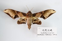 芒果天蛾藏品圖，第1張