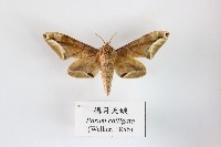 構月天蛾藏品圖，第1張