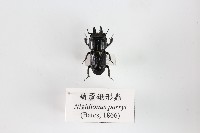 葫蘆鍬形蟲藏品圖，第1張