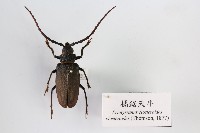 橘鋸天牛藏品圖，第1張