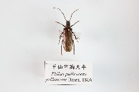 甲仙窄胸天牛藏品圖，第1張