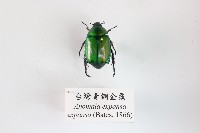 臺灣青銅金龜藏品圖，第1張