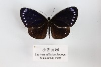 小紫斑蝶藏品圖，第1張