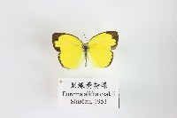 黑緣黃粉蝶藏品圖，第1張