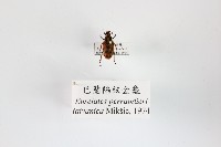 巴蘭陷紋金龜藏品圖，第1張