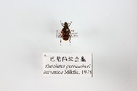 巴蘭陷紋金龜藏品圖，第1張