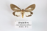 圓端擬燈蛾藏品圖，第1張