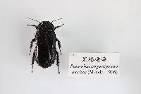 黑褐硬蠊藏品圖，第1張