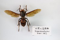 臺灣大虎頭蜂藏品圖，第1張