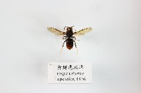 黃腳虎頭蜂藏品圖，第1張