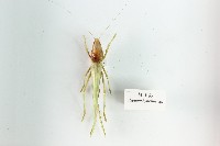 擬矛螽藏品圖，第1張