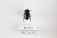 微獨角仙藏品圖，第1張