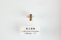 黑尾葉蟬藏品圖，第1張