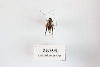 扁頭蟋蟀藏品圖，第1張