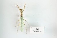 斧螳藏品圖，第1張