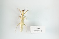 斧螳藏品圖，第1張