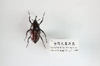 臺灣大象鼻蟲藏品圖，第1張