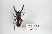臺灣深山鍬形蟲藏品圖，第1張