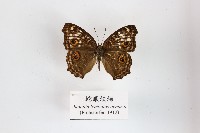 蛇眼蛺蝶藏品圖，第1張