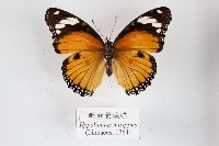 雌紅紫蛺蝶藏品圖，第1張