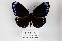 斯氏紫斑蝶藏品圖，第1張