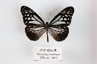 斯氏絹斑蝶藏品圖，第1張