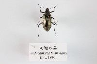 大迴木蟲藏品圖，第1張