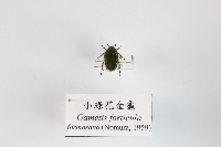 小綠花金龜藏品圖，第1張