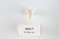 蛾蠟蟬藏品圖，第1張