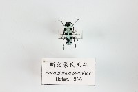 斯文豪氏天牛藏品圖，第1張