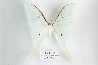 長尾水青蛾藏品圖，第1張