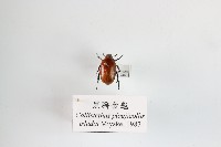 黑腳金龜藏品圖，第1張