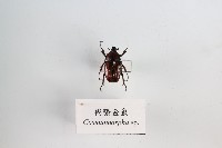 褐騷金龜藏品圖，第1張