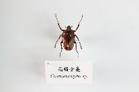 褐騷金龜藏品圖，第1張