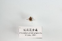 褐扁花金龜藏品圖，第1張